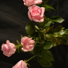 Ramo de Rosas rosas